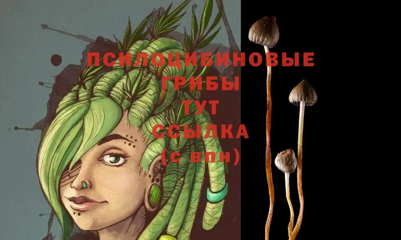 Псилоцибиновые грибы Magic Shrooms  Гусиноозёрск 